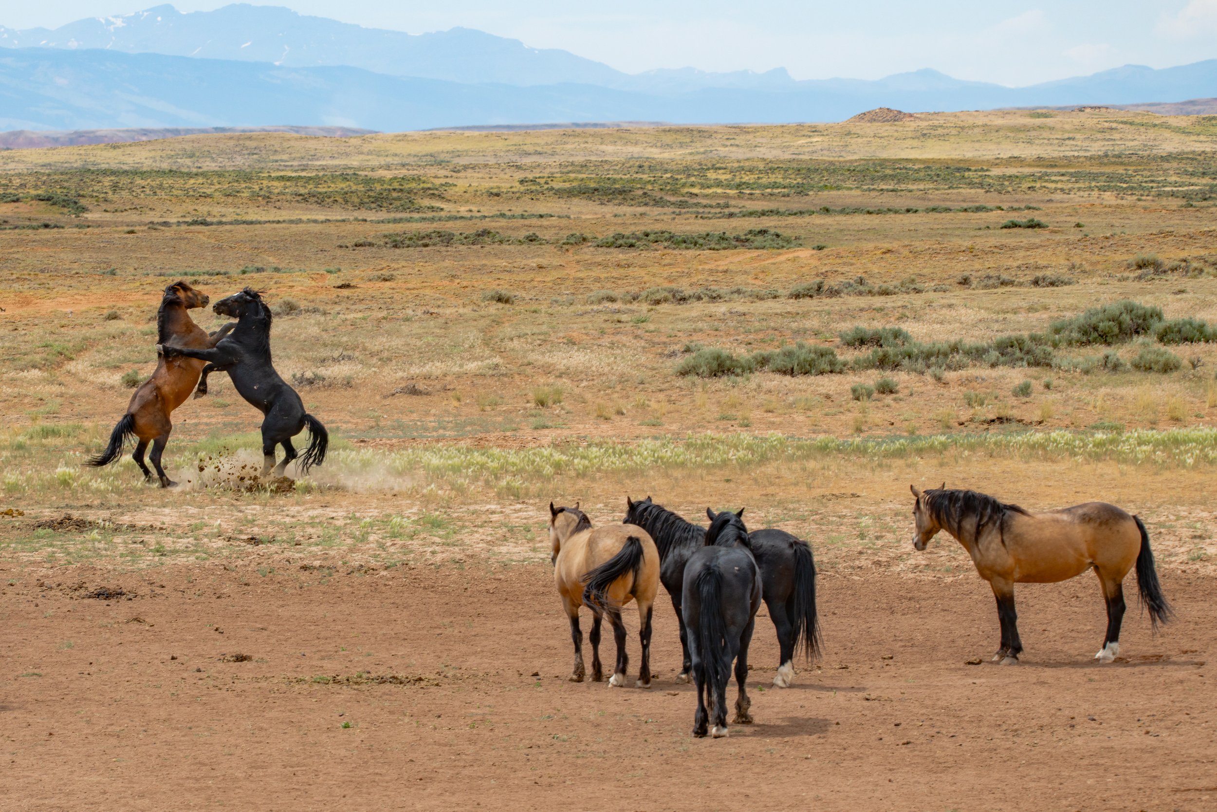 Spectators by Clay Cammack Photography