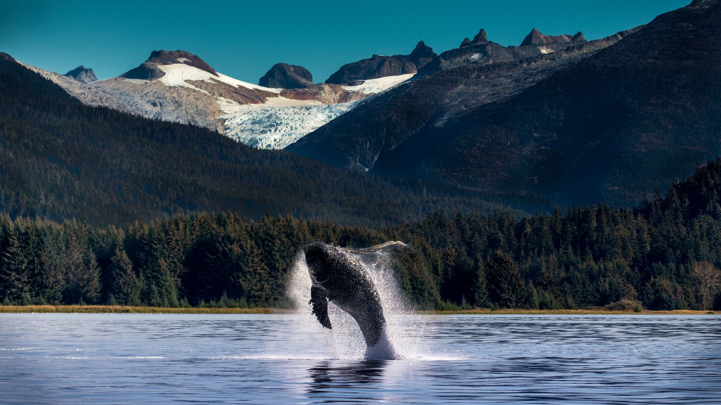 Wildlife whale Junau1 by Lar's Photos