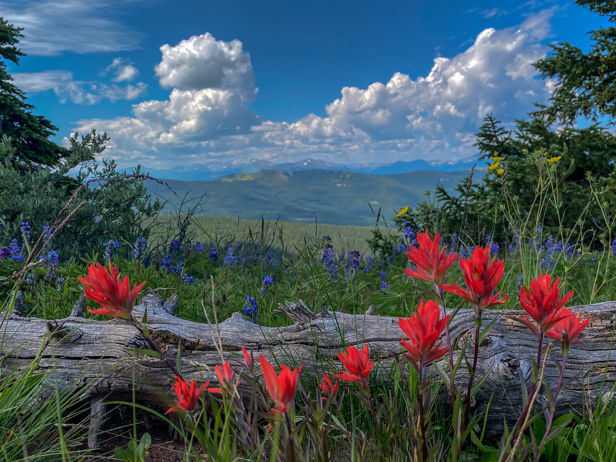 Paint Brush Log 1 Edit by Bob Coorsen Photography