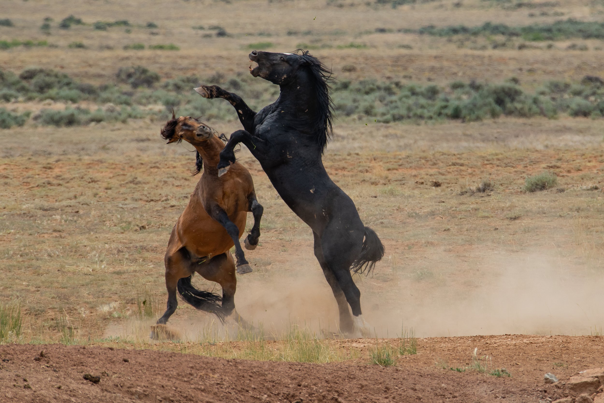 McCullough Peaks Battle by Clay Cammack Photography
