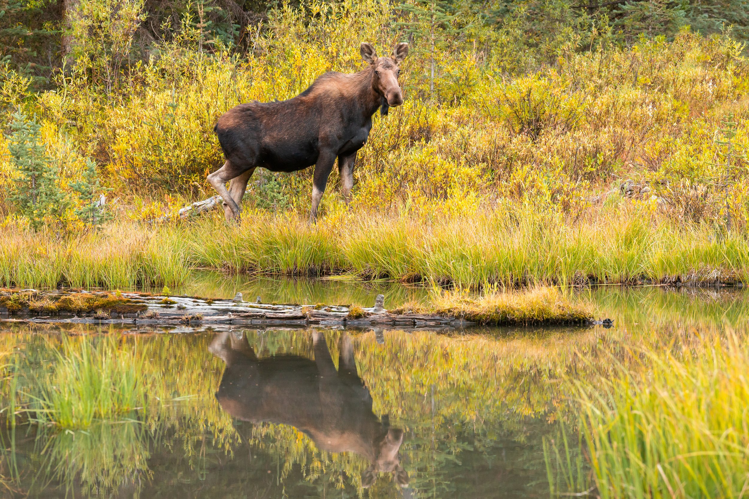 Pioneer Moose Reflection by Clay Cammack Photography