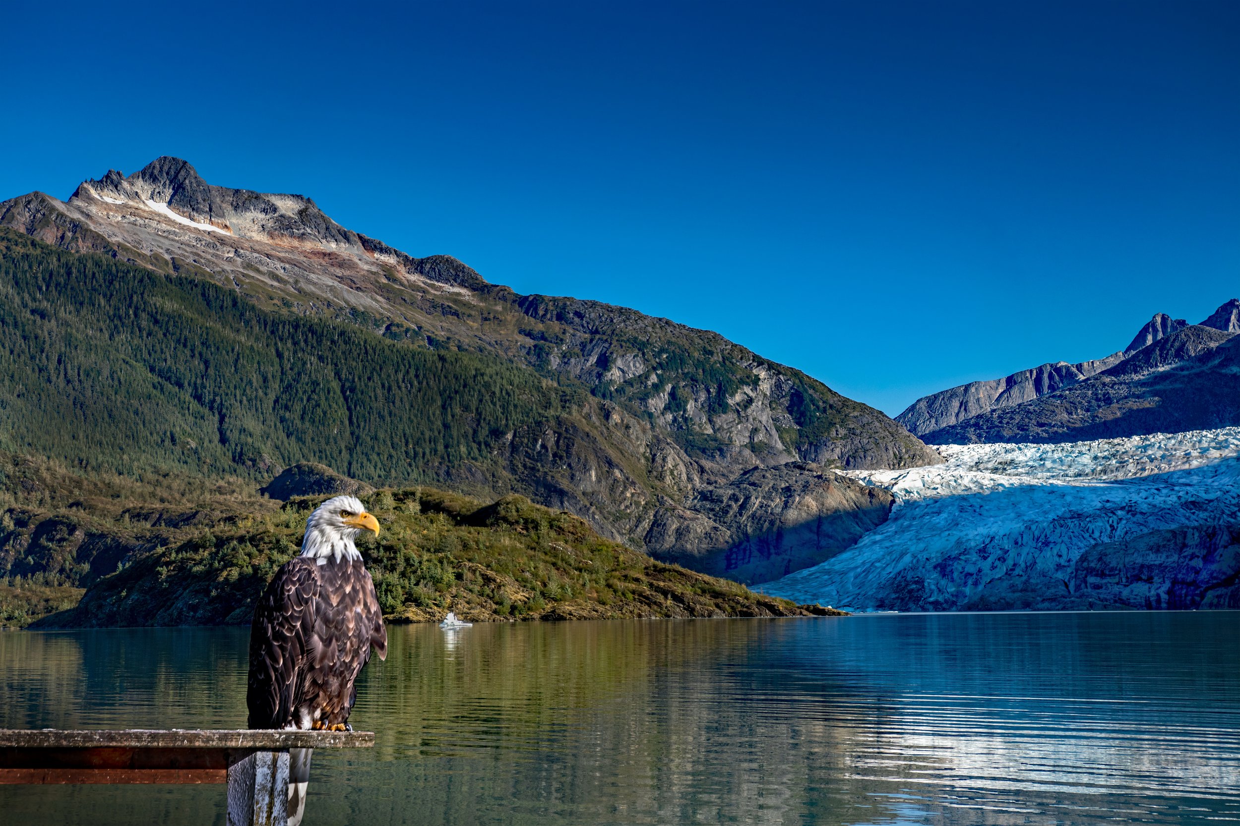 Wildlife Eagle Juneau Glacier by Lar's Photos