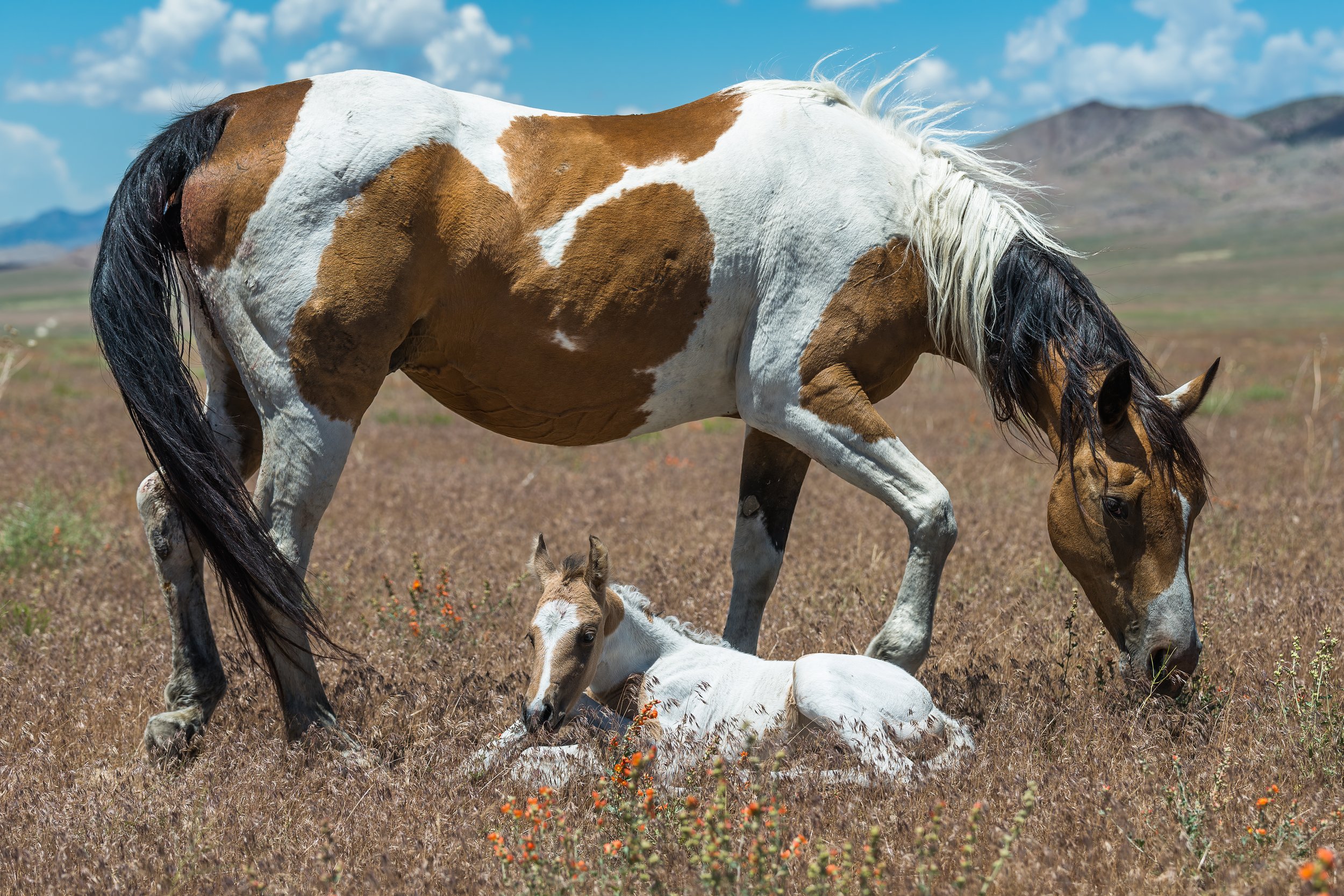 Mustang Mother and Foal by Clay Cammack Photography