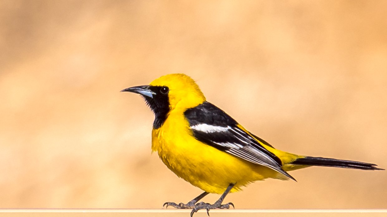 Wildlife Yellow Bird by Lar's Photos
