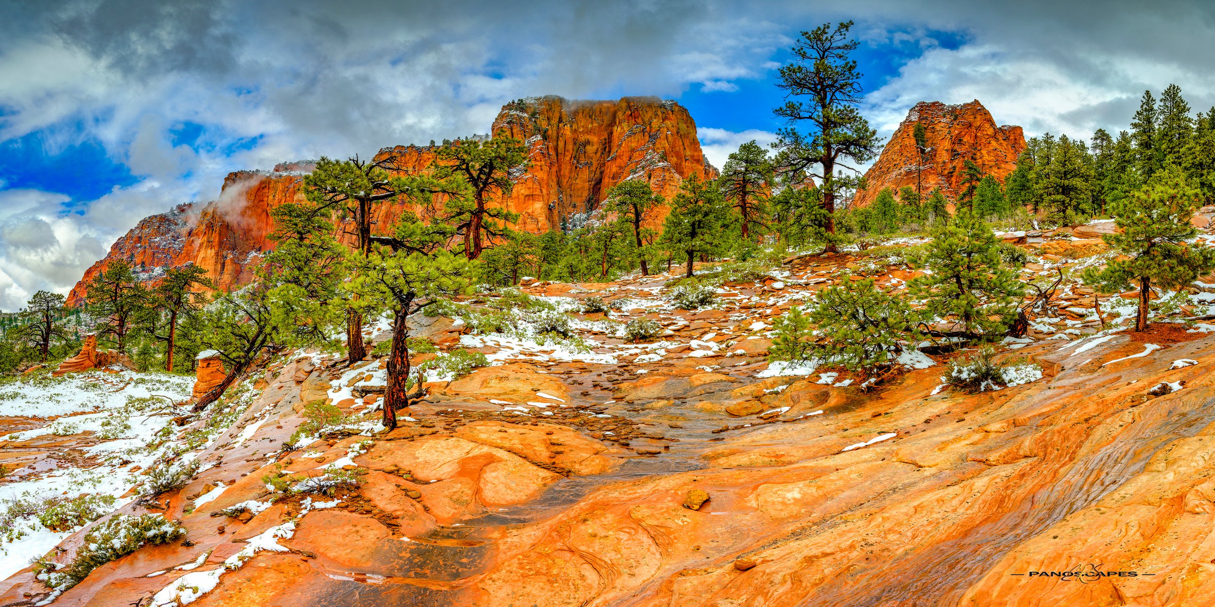 Jobs Head in Winter: Trees Growing from Solid Rock by Edwin R Schottstaedt 