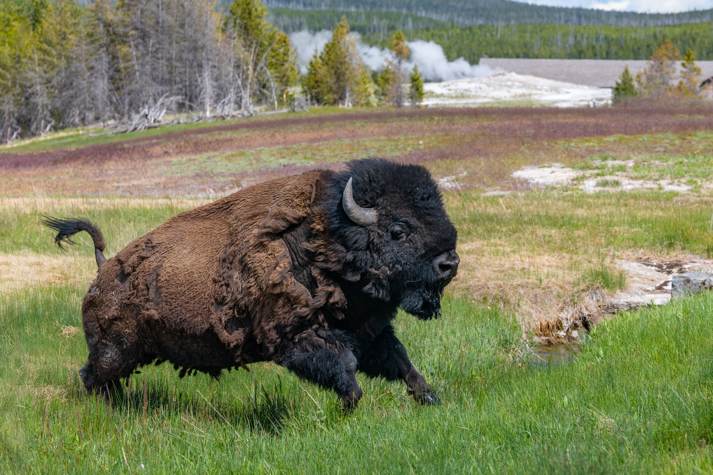 Old Faithful Bison by Clay Cammack Photography