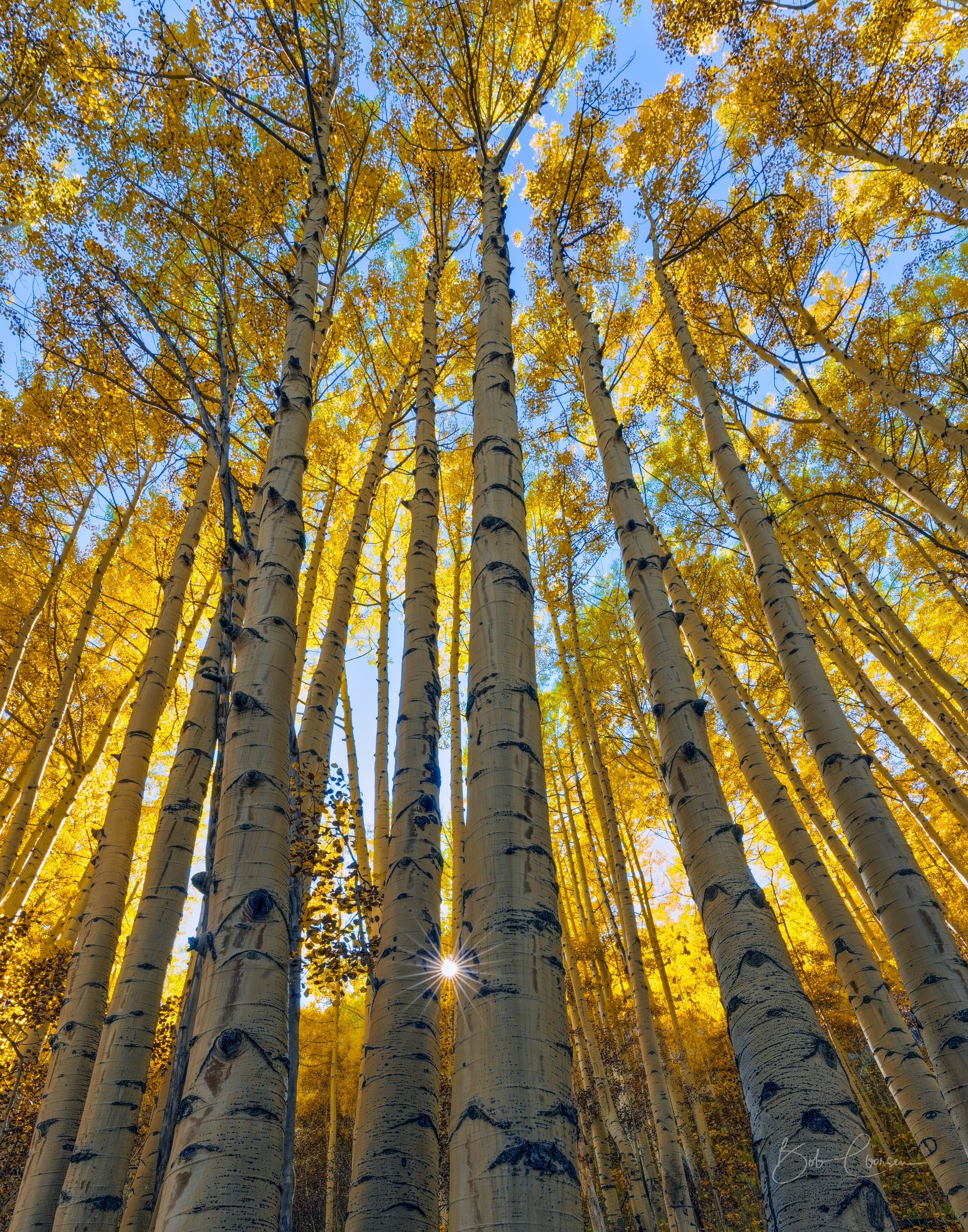 Towering Aspects by Bob Coorsen Photography