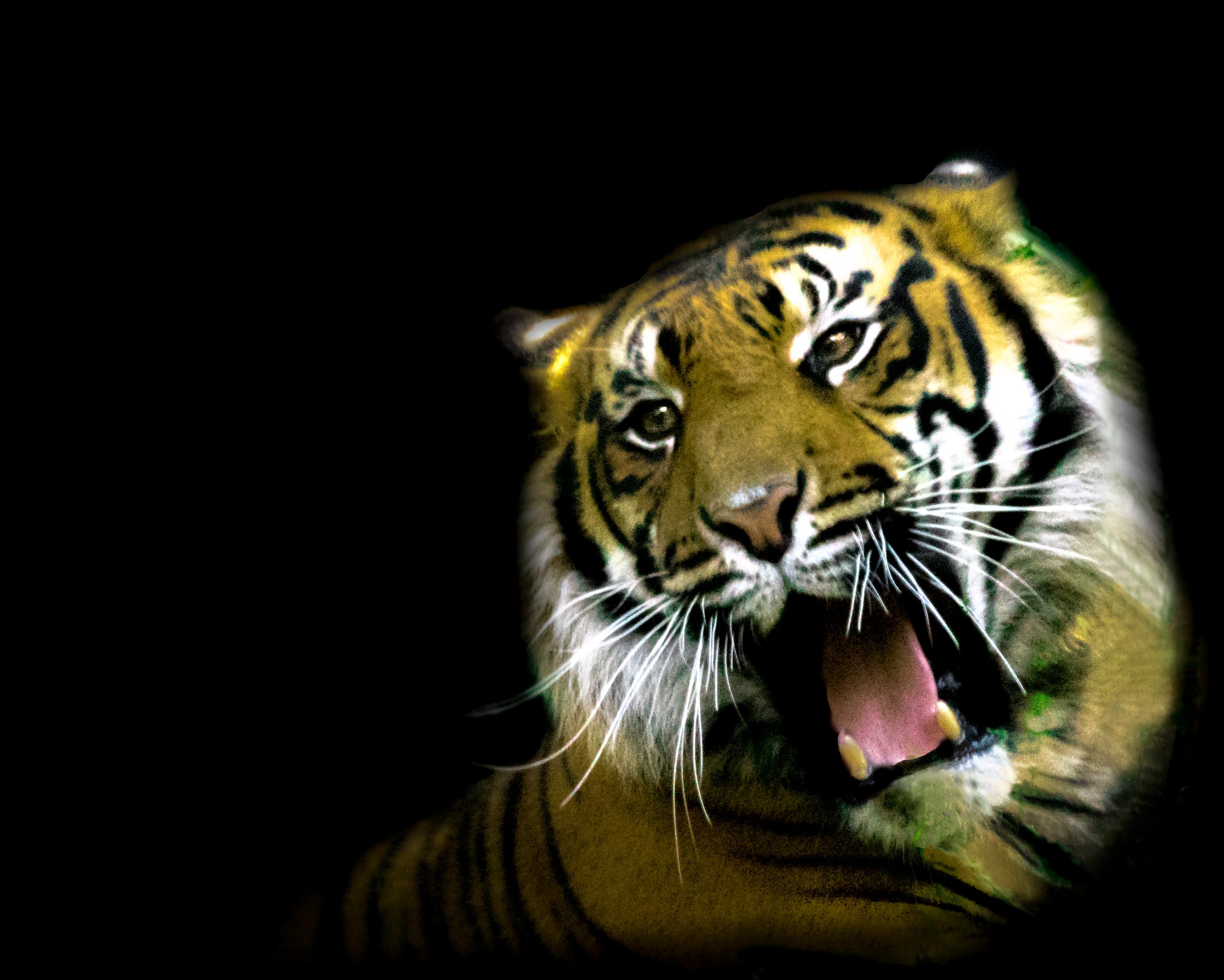 Wildlife Tiger by Lar's Photos