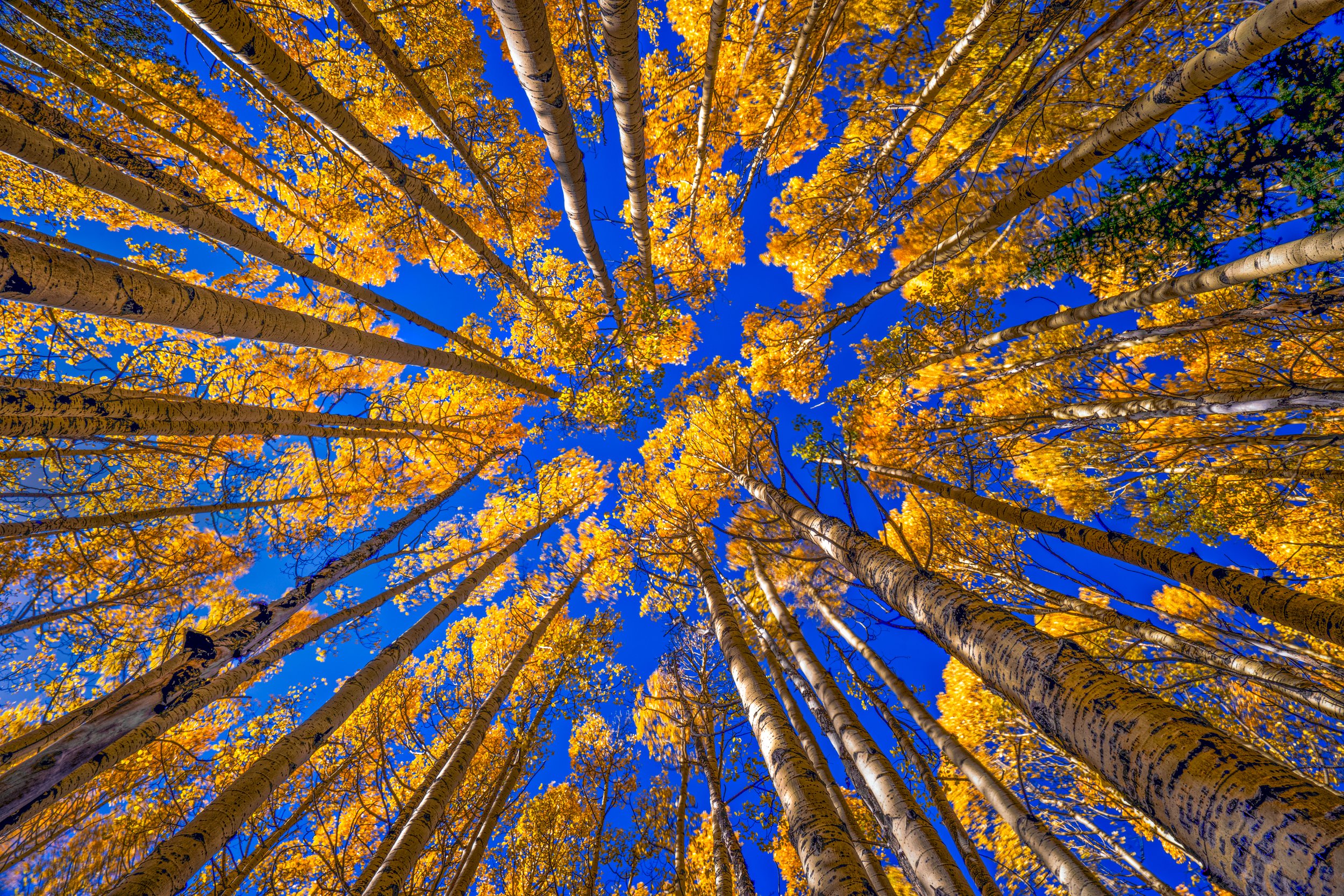 Enclosed by Aspens v2 by Bob Coorsen Photography