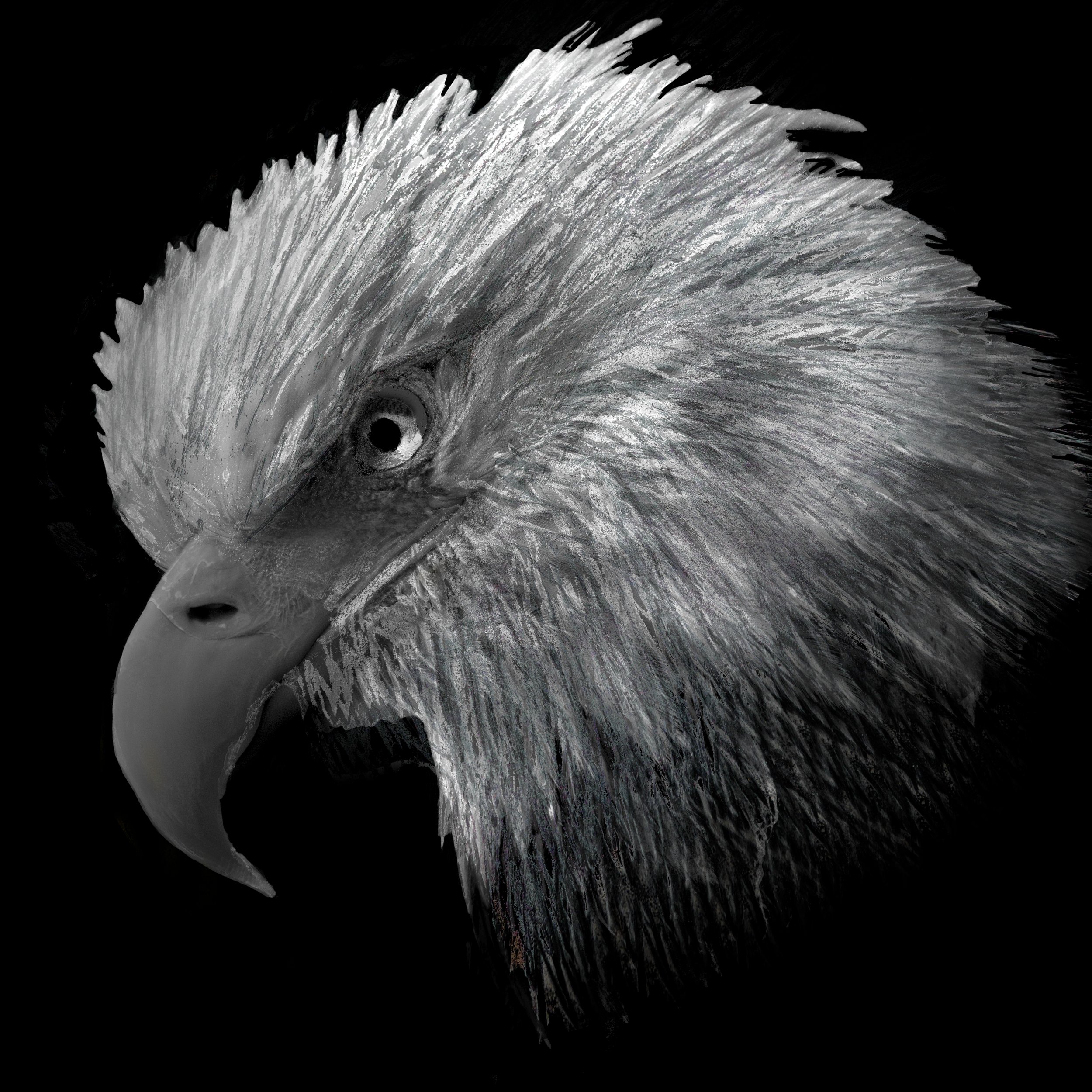 Fine art metal etched eagle by Lar's Photos