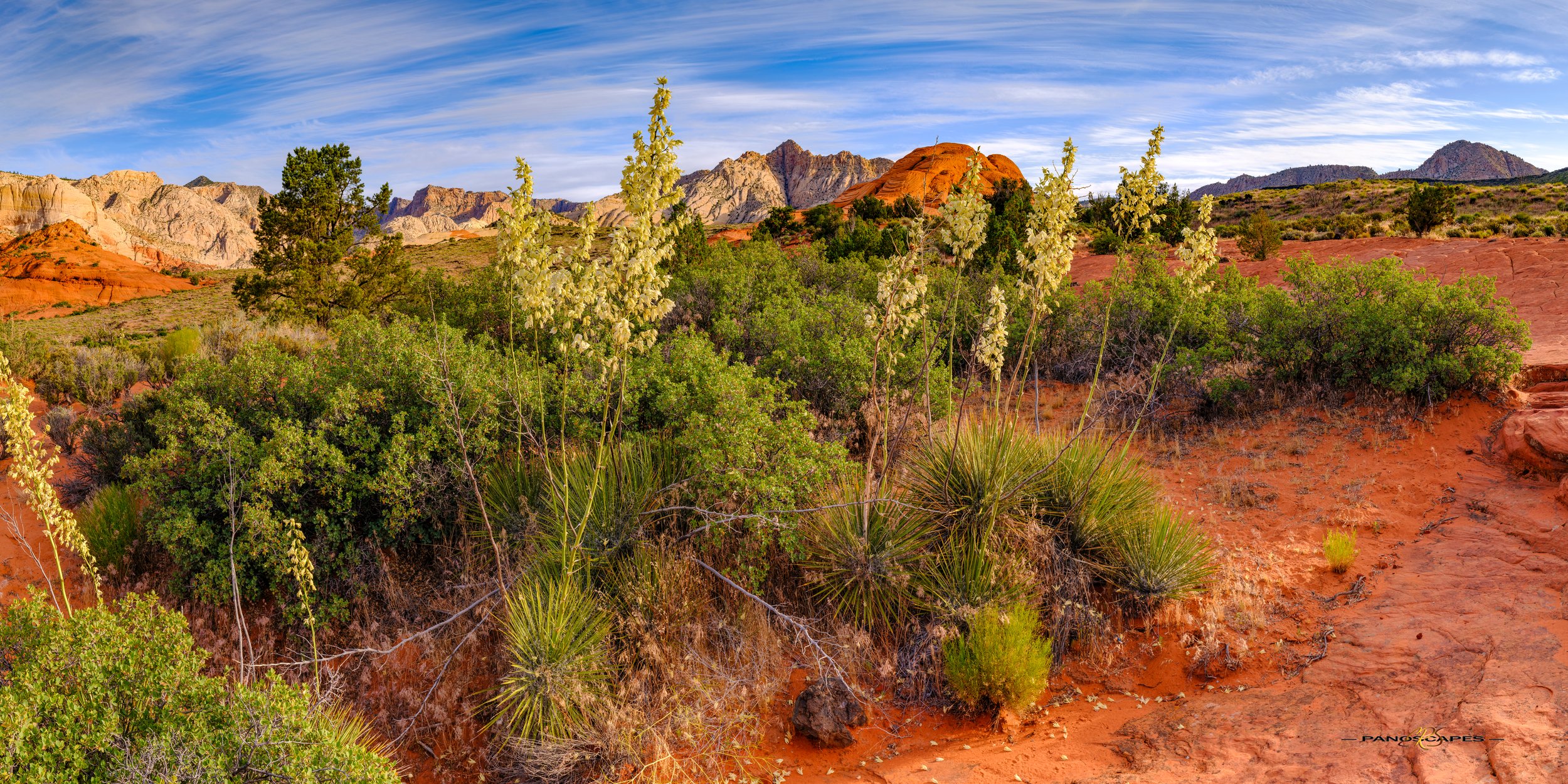 Yuccas in Snow Canyon by Edwin R Schottstaedt 
