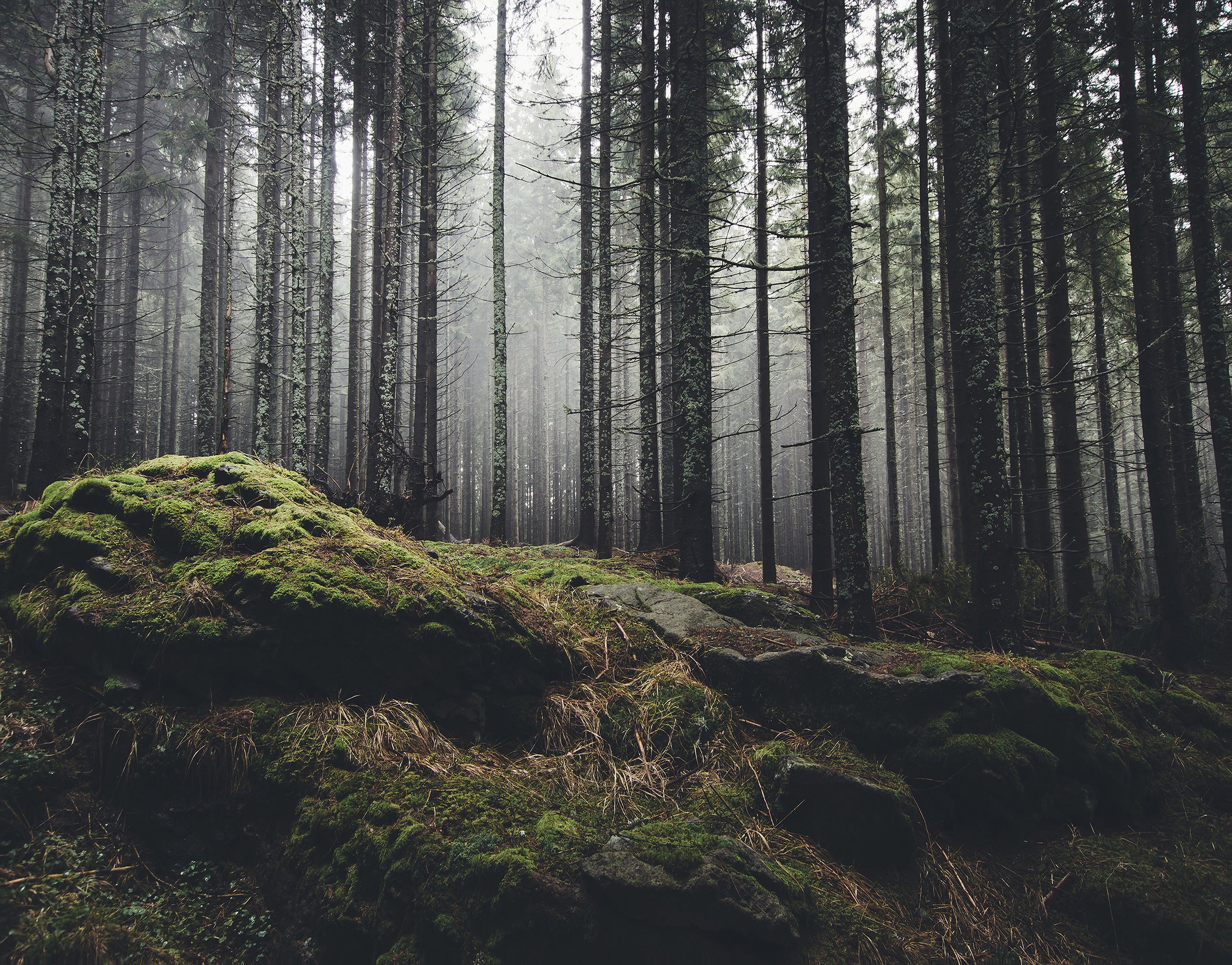 Deep Woods by Utah Print Vault
