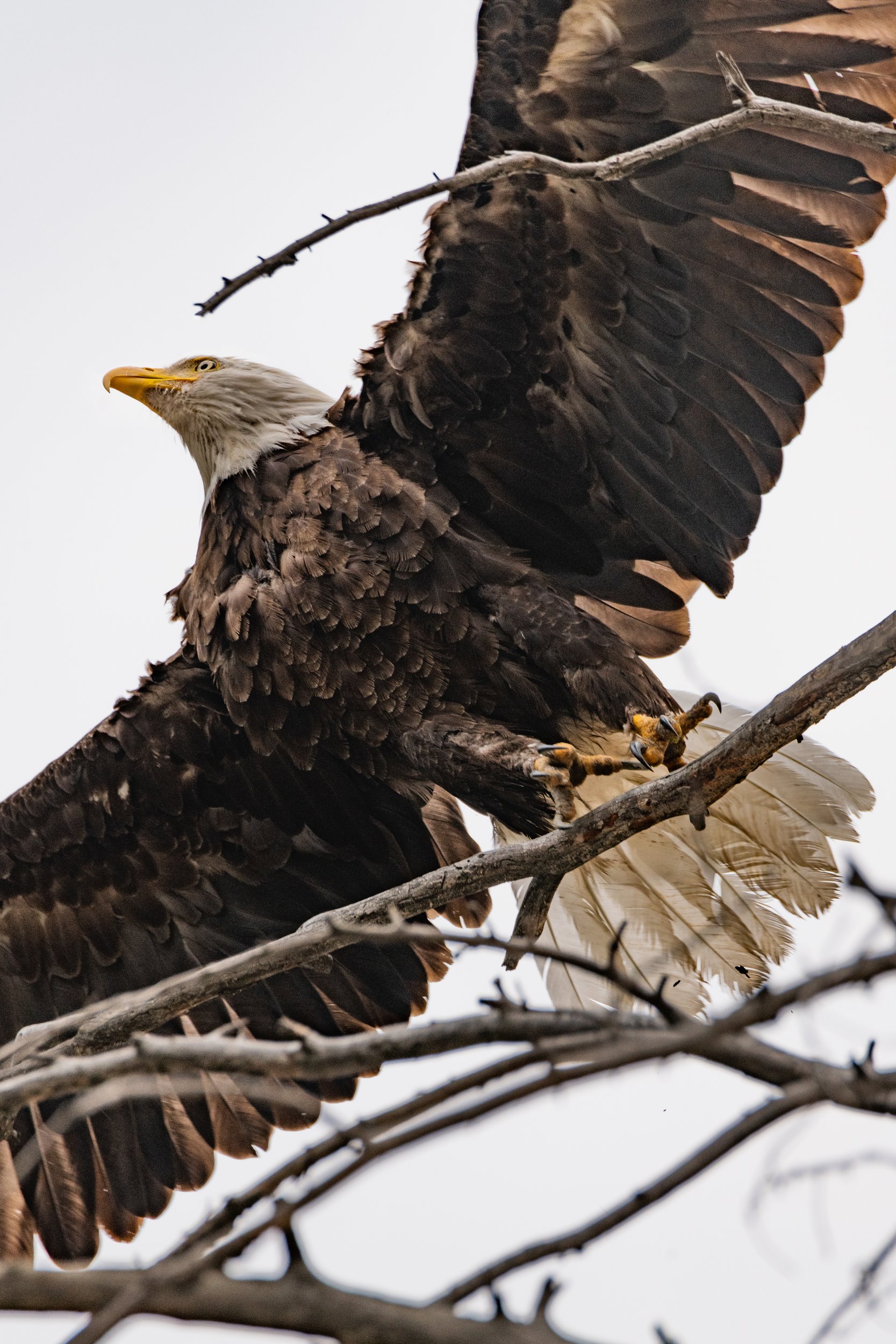 Takeoff by Clay Cammack Photography