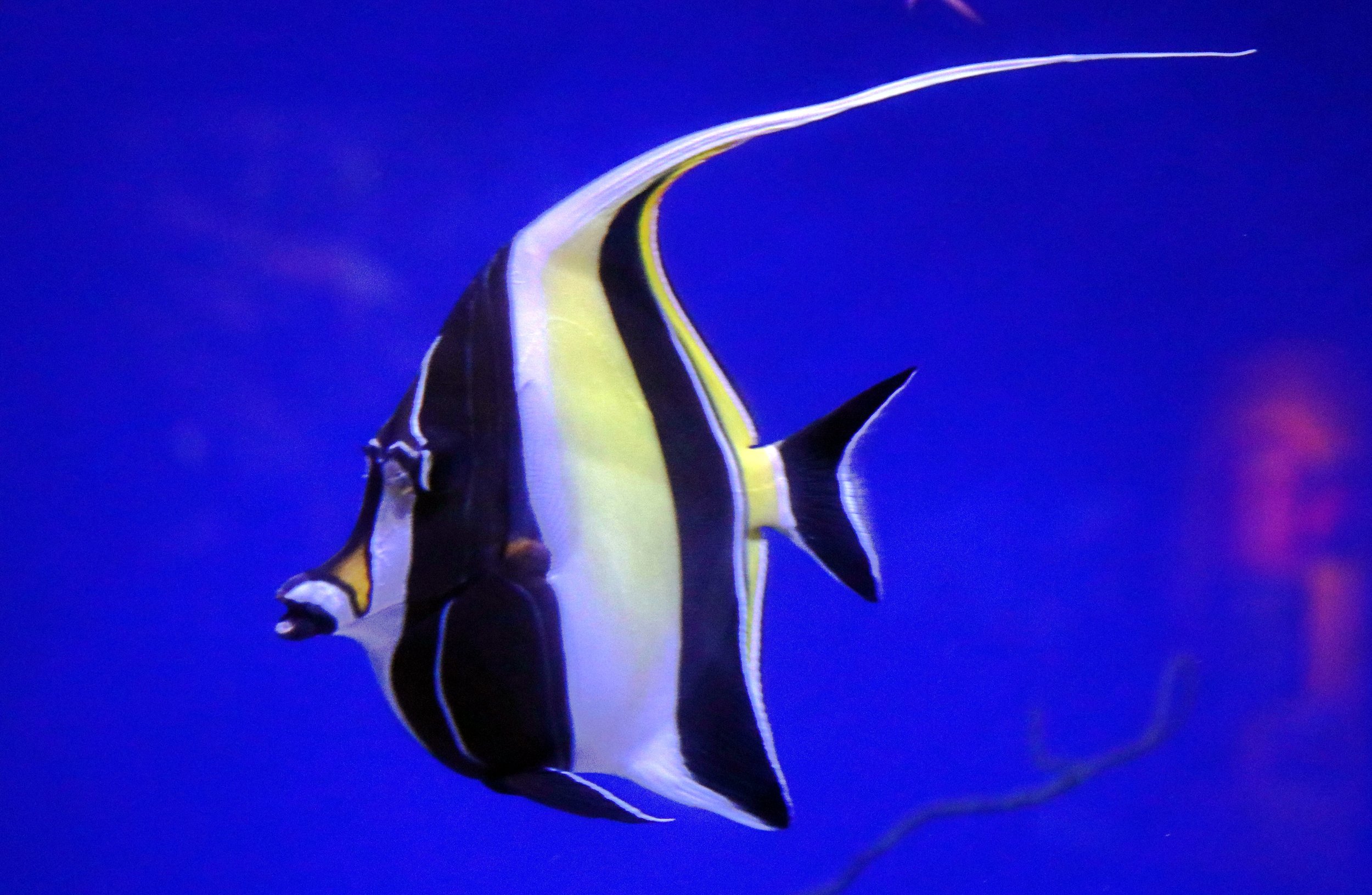 Wildlife Aquarium 3 by Lar's Photos