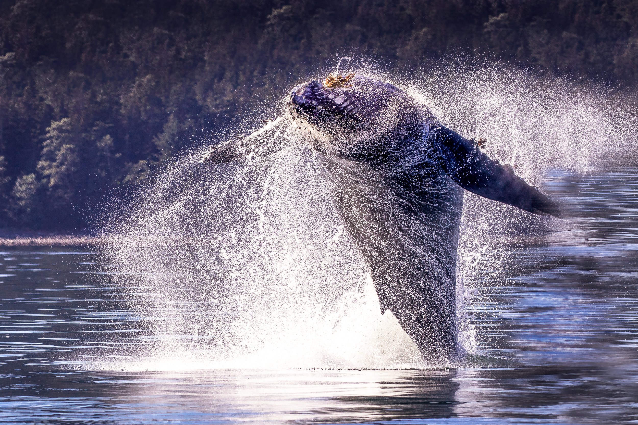 Wildlife whale Junau2 by Lar's Photos