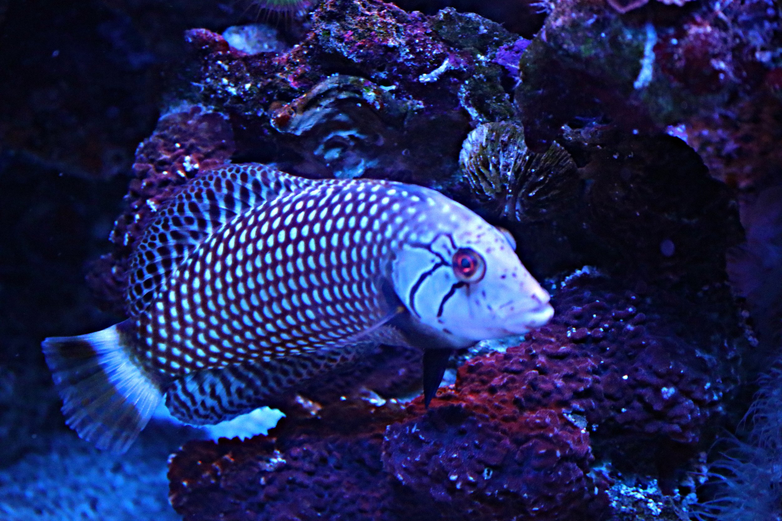 Wildlife Aquarium 1 by Lar's Photos