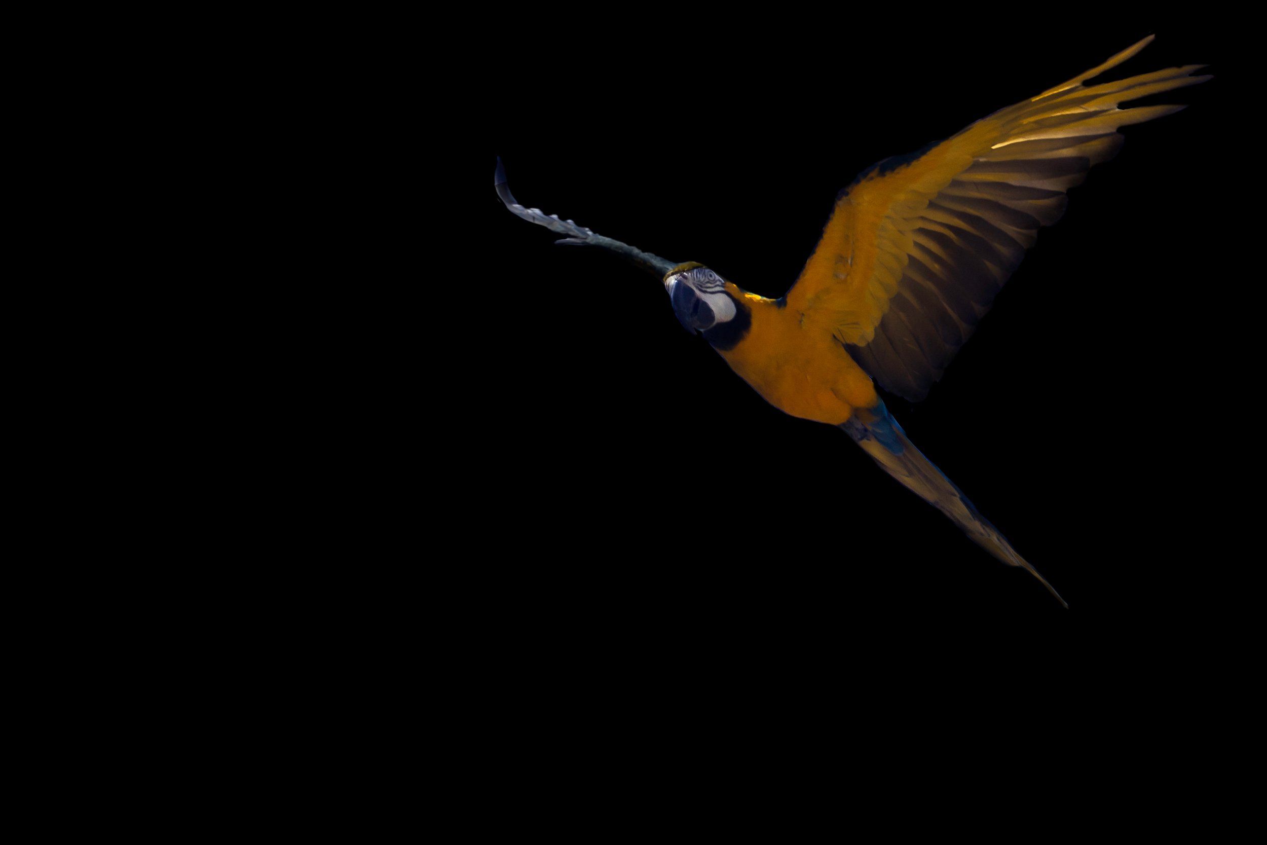 Wildlife Bird 1 Final by Lar's Photos