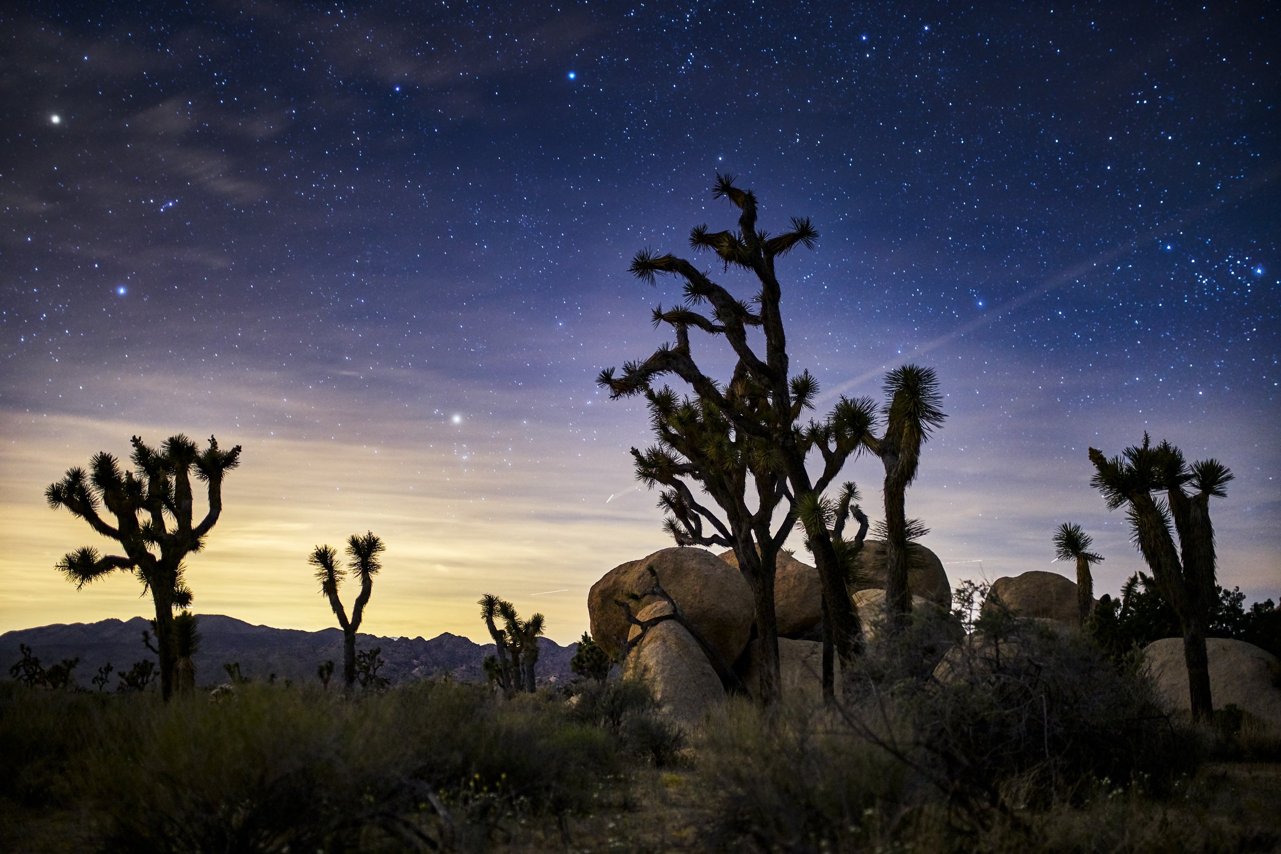 Joshuas Stars by Utah Print Vault