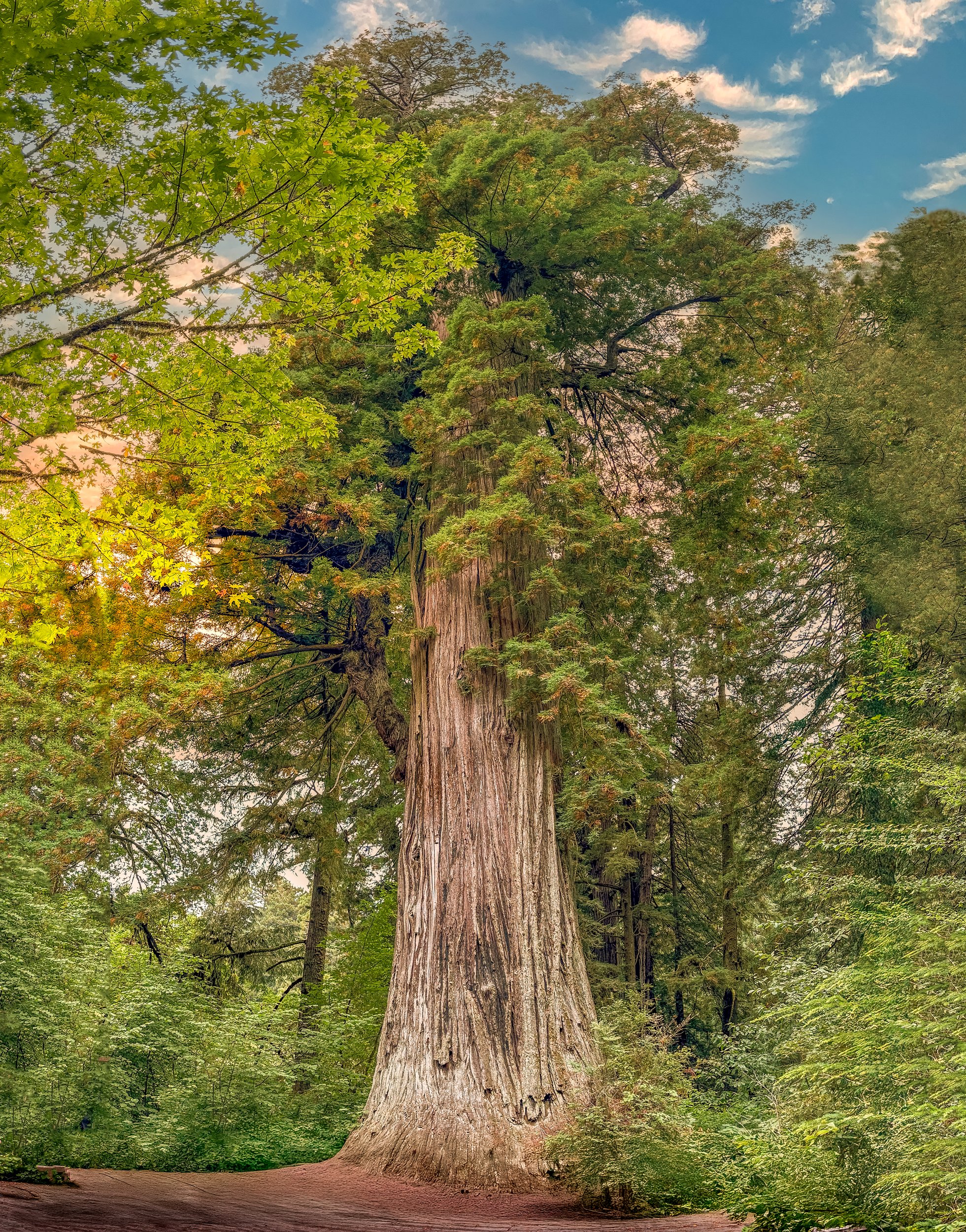 Ca. Redwood3 by Lar's Photos